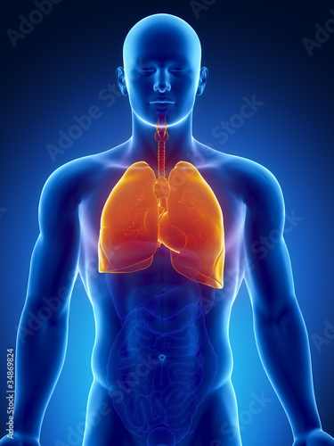 Illustration: Human thorax organs with lungs and heart Human thorax organs with lungs and heart