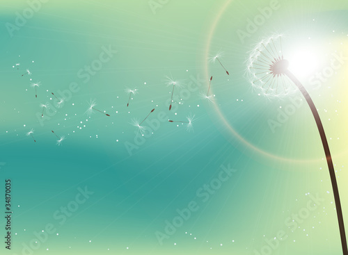 Vector: Dandelion in sunlight Dandelion in sunlight