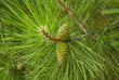 two pine cones on the branch