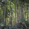 FORET DE BAMBOUS