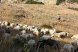 Crète - Berger et troupeaux de moutons