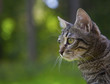 Grey little cat