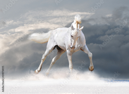 Photo: horse in winter horse in winter