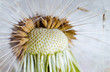 The Dandelion. Macro photo of seeds over light background.