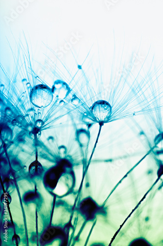 Foto: Abstract macro photo of plant seeds with water drops. Abstract macro photo of plant seeds with water drops.
