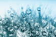 Abstract macro photo of plant seeds with water drops.