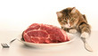 young cat