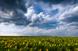 Champs de tournesols - Plateau de Valensole