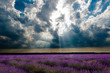 Champs de lavande sous un ciel d'orage - Plateau de Valensole