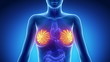 Female BREAST anatomy in blue x-ray loop