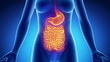 Female GUTS STOMACH anatomy in blue x-ray loop