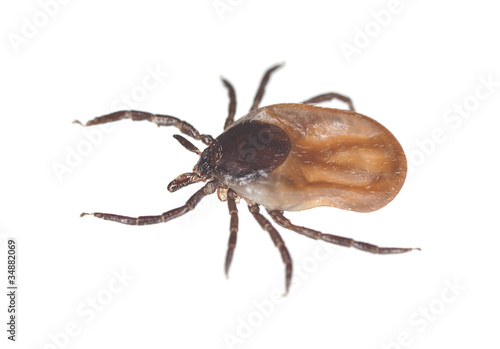 Photo: Tick isolated on white background, extreme close up Tick isolated on white background, extreme close up