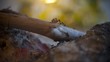 Ants (Messor Barbarus) at hunting in Timelapse