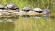 red eared slider red eared slider