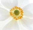 canvas print picture - Anemone