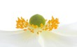 canvas print picture - Anemone
