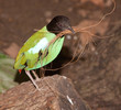 Hooded pitta bird