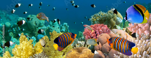 Photo: Underwater panorama with Angel fish, coral reef and fishes. Red Underwater panorama with Angel fish, coral reef and fishes. Red