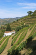 Douro vineyard Douro vineyard