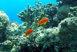 Two red coral perches Two red coral perches