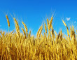 A fényképek részletei Wheat
