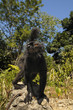 Black Lemur (Eulemur macaco)