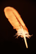 Feder