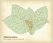 Tobacco leaves. Tobacco leaves.