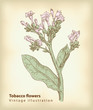 Tobacco flowers.