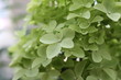 Rispen Hortensie / Hydrangea paniculata