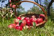 Apfel