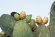 Higos chumbos, opuntia ficus-indica Higos chumbos, opuntia ficus-indica