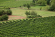 Vignoble
