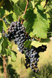 Vignoble