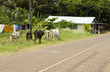 cows bulls grazing Big Corn Island Nicaragua