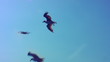 Flying seagulls