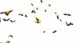 Looping Butterfly Animation. With Alpha Mask