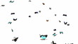Looping Butterfly Animation. With Alpha Mask