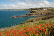 paesaggio di mare con fiori a Port Isaac in Cornovaglia paesaggio di mare con fiori a Port Isaac in Cornovaglia
