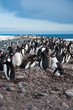 Gentoo Penguin Colony