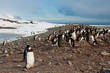 Gentoo Penguin Colony