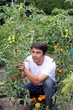 Foto: Mann im Garten pflückt Tomaten Mann im Garten pflückt Tomaten