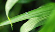 green drop