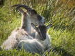 Scottish Wild Mountain Goat and Kidd