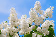 Green branch with spring lilac flowers Green branch with spring lilac flowers