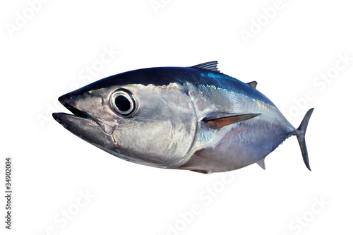 Photo: Bluefin tuna isolated on white background real fish Bluefin tuna isolated on white background real fish