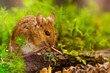 Waldmaus (Apodemus sylvaticus)