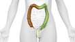 Female COLON anatomy in WHITE loop