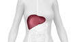 Female LIVER anatomy in WHITE loop