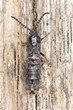 Glow-worm (phosphaenus hemipterus) sitting on wood